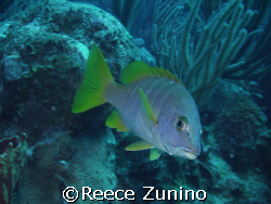 taken with a seelife dc 500 at the wall in parguera, PR
... by Reece Zunino 